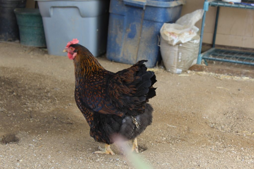 3 of my 4 chickens have diarrhea, not sure what to do BackYard